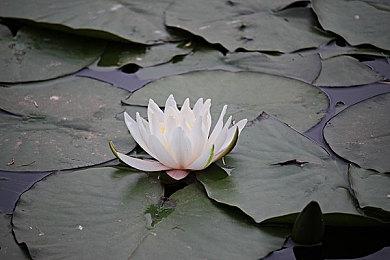 《光环：无限》数据挖掘新奖杯 暗示更多游戏模式